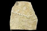 Archimedes Screw Bryozoan Fossil - Alabama #178210-1